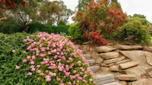 Bottle brush trees and pink flowers against rocky stairs 